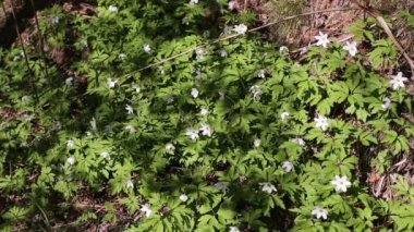 Rüzgarda sallanan çiçekler