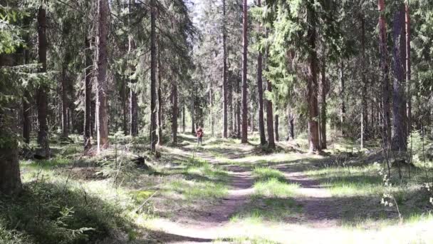 Sportsman Running in the Forest by the Road — Stock Video