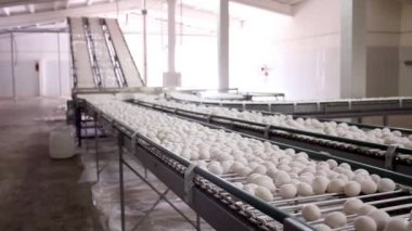 Kümes hayvanları çiftlik yumurta konveyör