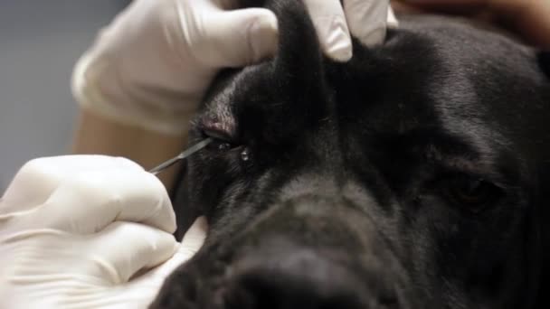 Veterinarian Treats Eye Dog — Stock Video