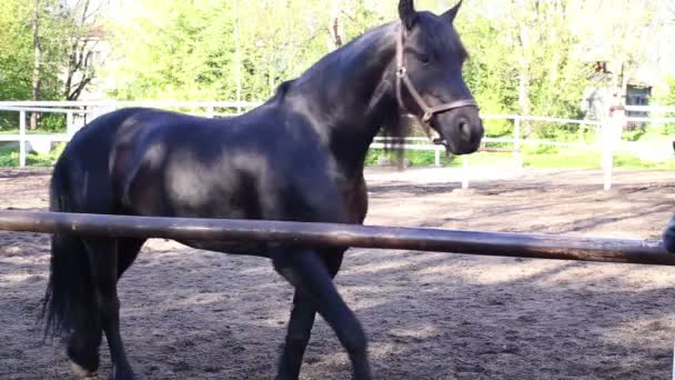 Un caballo camina en el paddock — Vídeos de Stock