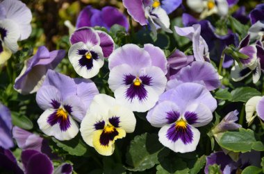 Işık Menekşe Hercai Menekşe