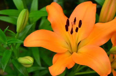 Turuncu lilly ve yaprak