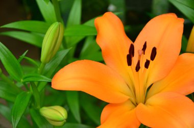 Bir portakal lilly
