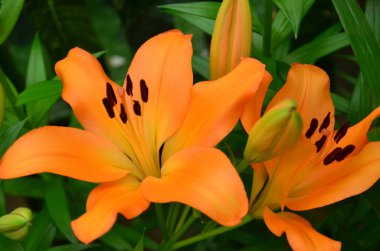 güzel portakal lilly