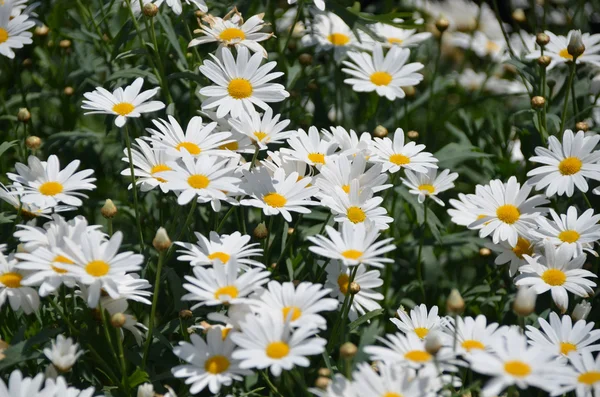 White Chrysanthemum flower — Stock Photo, Image