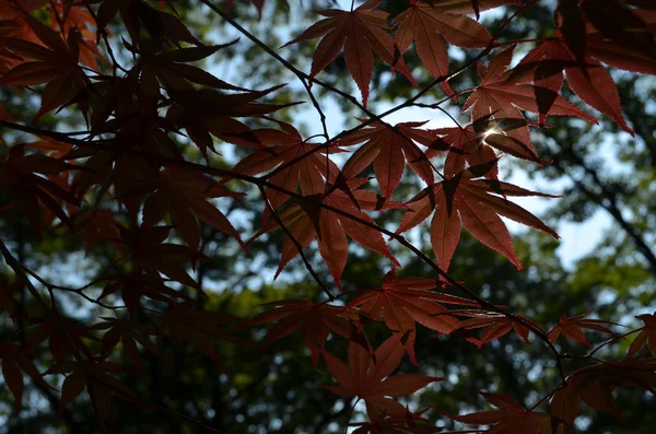 Arce rojo en otoño —  Fotos de Stock