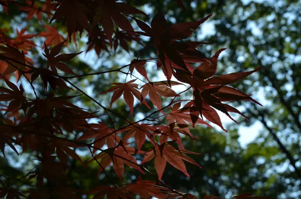 Belas folhas de bordo vermelho — Fotografia de Stock