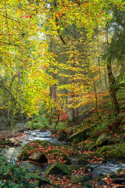 Derbyshire, Peak District Ulusal Parkı 'ndaki Wyming Brook Doğa Rezervi' nde sonbaharda yosun kaplı kayalık bir vadide akan küçük şelaleler..