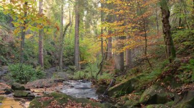 Derbyshire, Peak District Ulusal Parkı 'ndaki Wyming Brook Doğa Koruma Alanı' nda sonbahar boyunca kayalık bir vadiden akan çağlayan su..