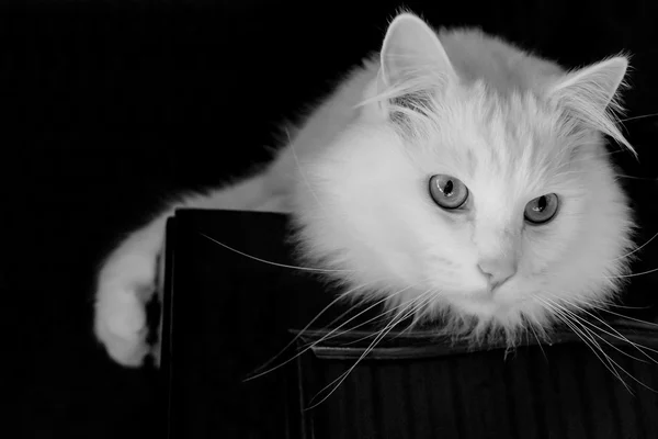 Un gato blanco — Foto de Stock