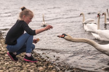 Bir kız bir kuğu besleme