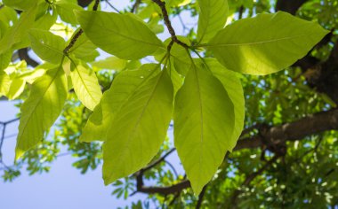 güzel yeşil yapraklar