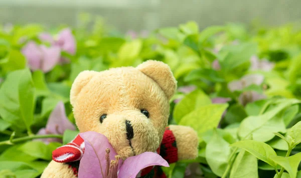 Cute teddy bear — Stock Photo, Image