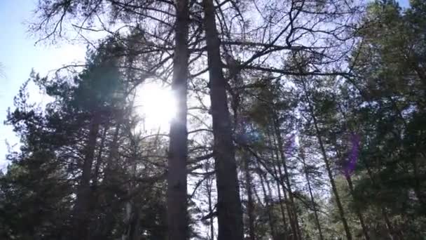 O sol brilha através das árvores na floresta — Vídeo de Stock