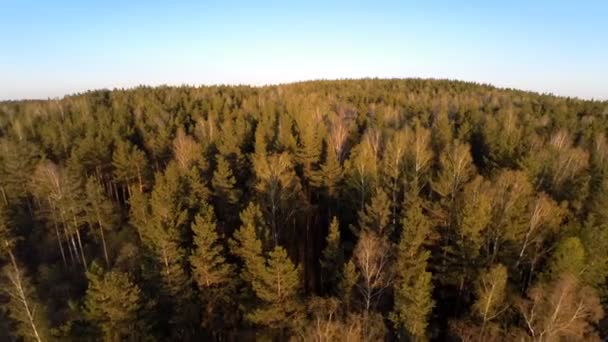 Пейзажний літній ліс. вид з повітря — стокове відео