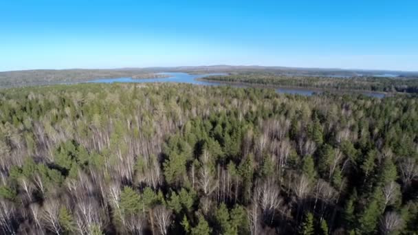 Прекрасный летний пейзаж в лесу. вид с воздуха — стоковое видео