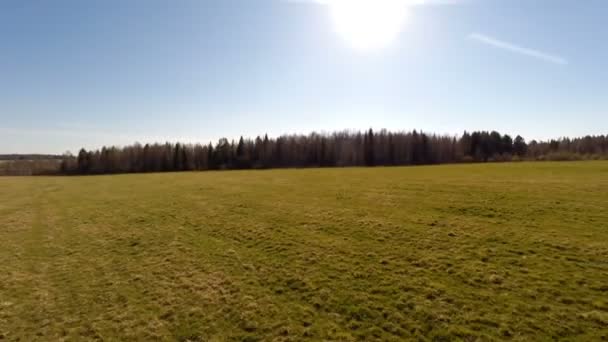 Koń stoi w polu. Widok z lotu ptaka — Wideo stockowe