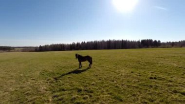 bir at bir alanda duruyor. Havadan görünümü