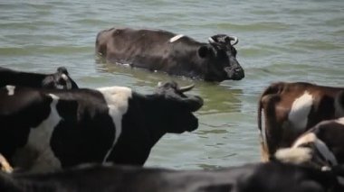 nehre ayakta inek sürüsü