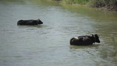 iki inek nehre ayakta