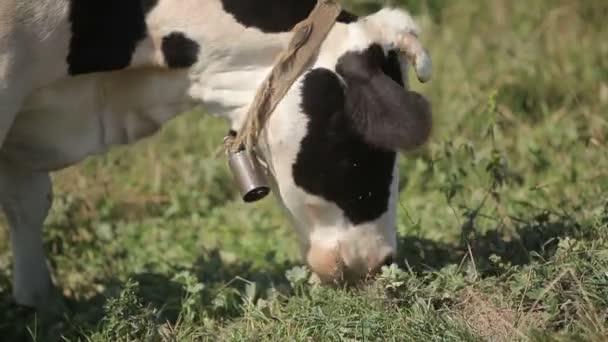 Корова випасується на лузі — стокове відео