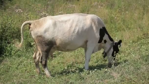 Pasto de vaca em um prado — Vídeo de Stock