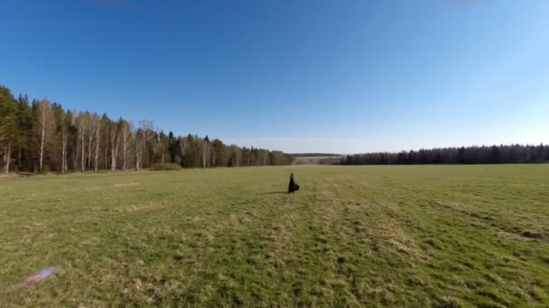 A rapariga atravessa o campo. Vista aérea — Vídeo de Stock