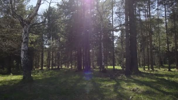 Ландшафт утреннего леса под солнечным светом — стоковое видео
