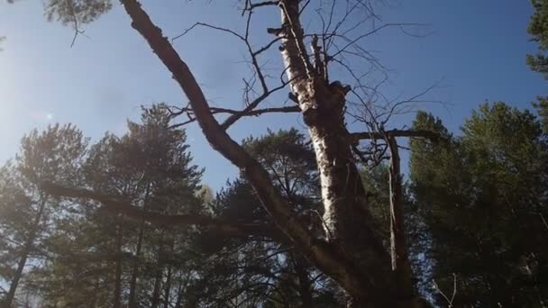 Un arbre fort et puissant debout dans la forêt — Video