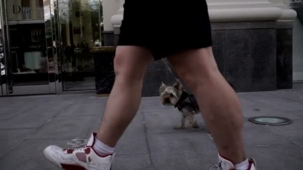 Человек выгуливает собак на поводке на городской улице — стоковое видео