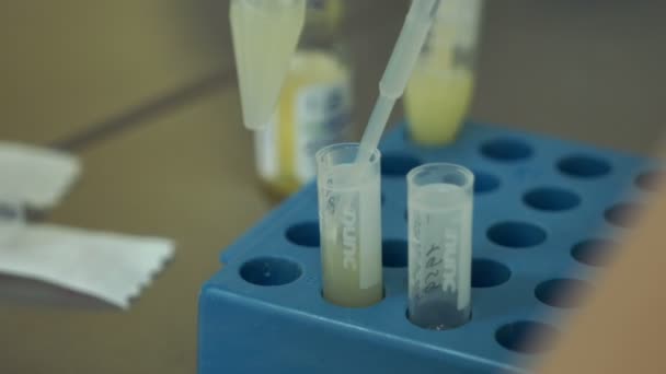 Le médecin effectue la manipulation des donneurs de sperme de liquide séminal — Video