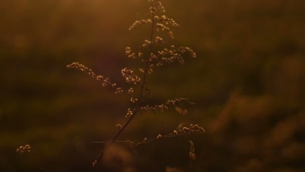 Nahaufnahme von Gras auf einem Feld bei Sonnenuntergang — Stockvideo