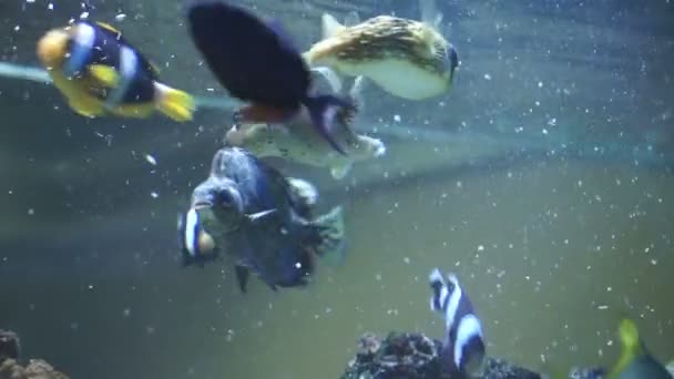 Tengeri halak az akváriumban — Stock videók