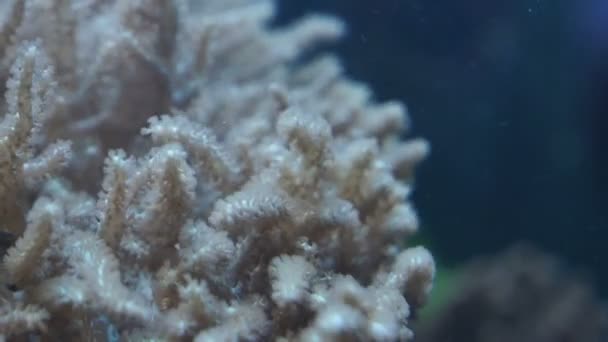 Korale na dnie akwarium — Wideo stockowe