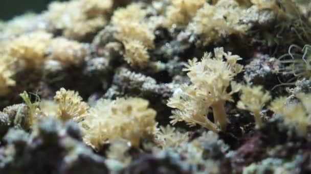 Beautiful view of the coral — Stock Video