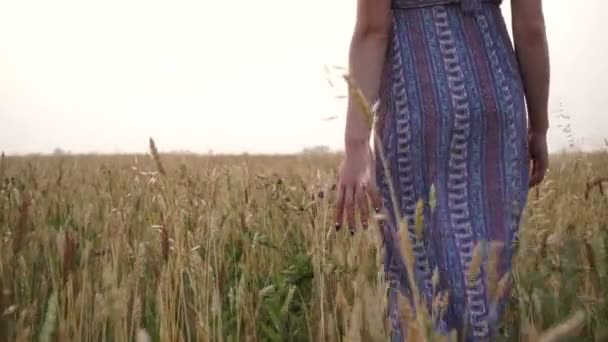 Flicka vid solnedgången i ett fält — Stockvideo
