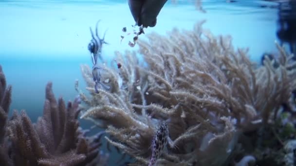 Корм для риби в акваріумі — стокове відео