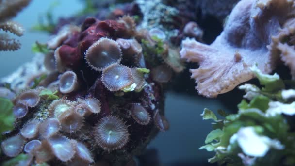 Onderkant van de marine aquarium — Stockvideo