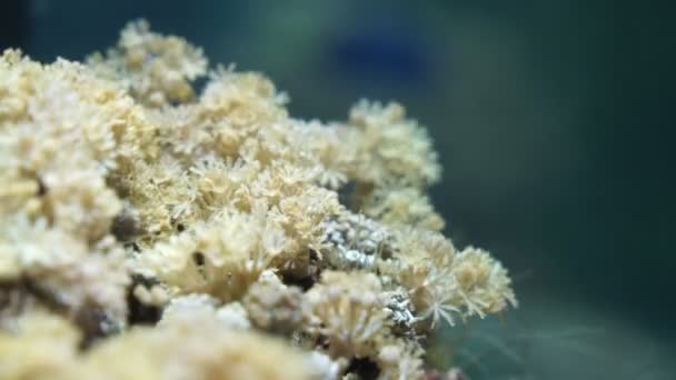 Морские кораллы на дне — стоковое видео