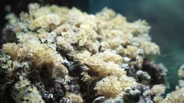Corales marinos en el fondo — Vídeos de Stock