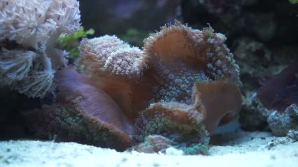 Meerespilz im Aquarium — Stockvideo