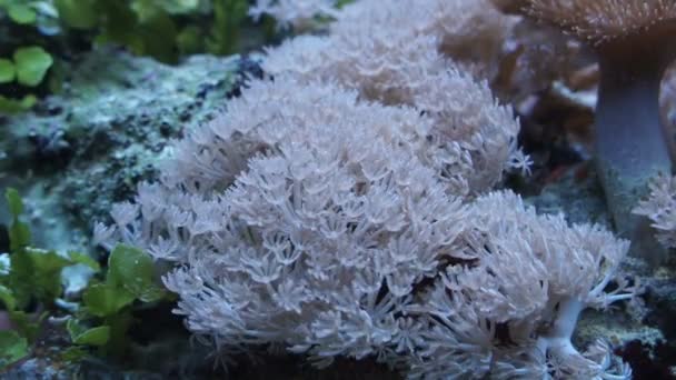 Karang laut di akuarium — Stok Video