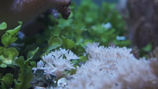 Морские кораллы в аквариуме — стоковое видео