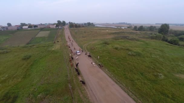 troupeau de vaches rentrant à la maison 