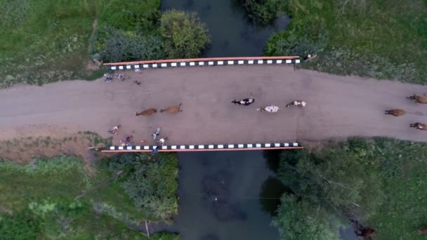 Koeien zijn op de brug — Stockvideo