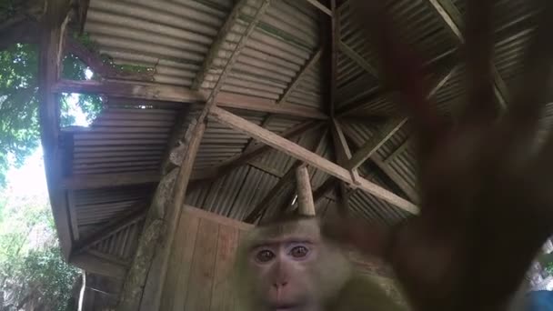 Wild cute monkey — Stock Video