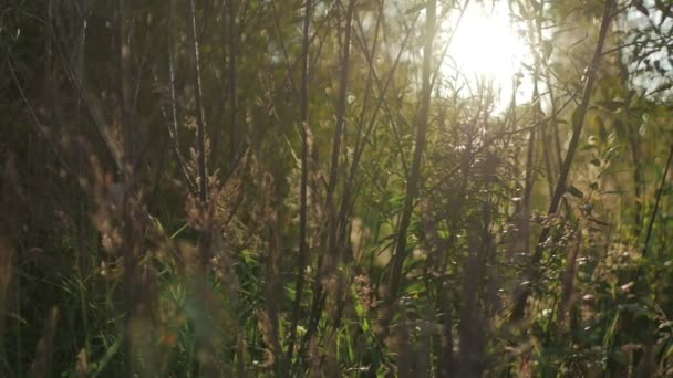 Tall grass in a field — Stock Video