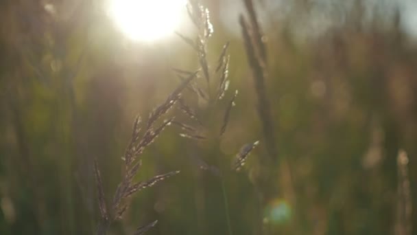 Hoog gras in een veld — Stockvideo