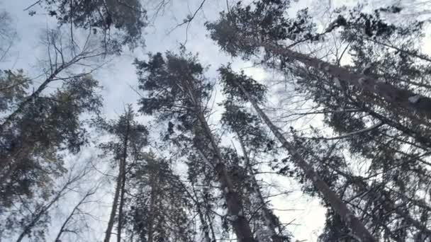 冬の森、雪の滝 — ストック動画